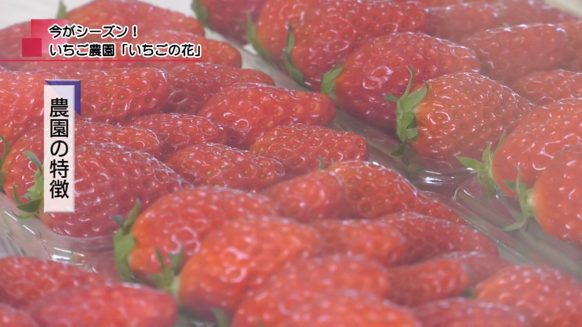 今がシーズン！ いちご農園「いちごの花」 | メディアスチャンネル